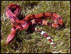 Male Suriname