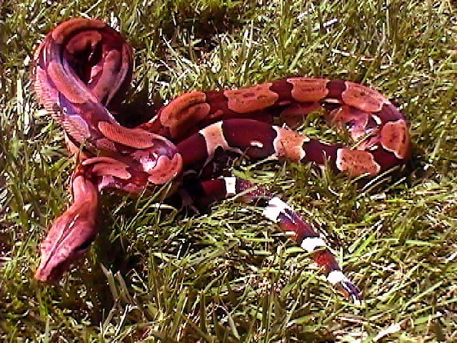 Male Suriname