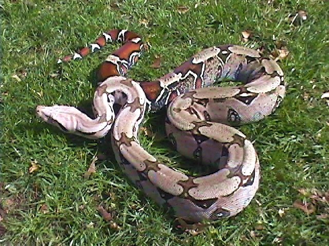 Female Suriname