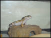 Jinks - Cave Queen!