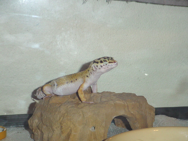 Jinks - Cave Queen!