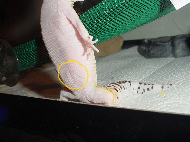 Jinks' Belly