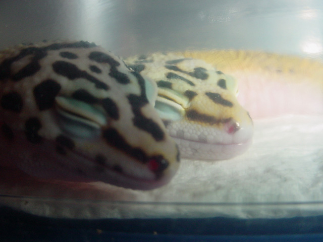 Snuggling Again