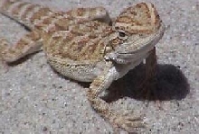 Pogo