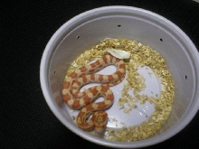 Male Creamsicle