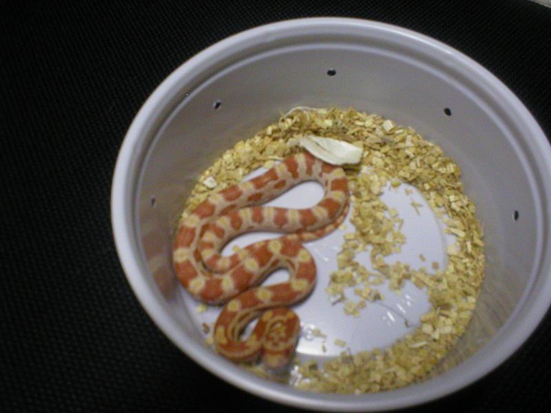 Male Creamsicle