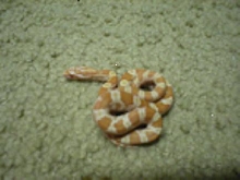 Female Creamsicle