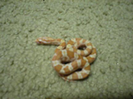 Female Creamsicle