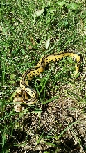 pastel leopard clown 50% het pied male
