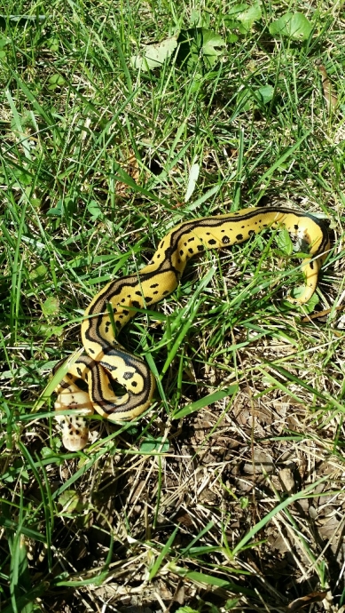 pastel leopard clown 50% het pied male