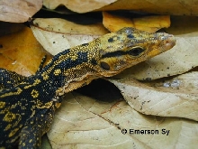 Varanus cumingi