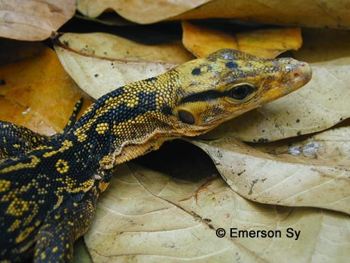 Varanus cumingi