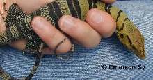 Varanus olivaceus juvenile