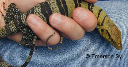 Varanus olivaceus juvenile