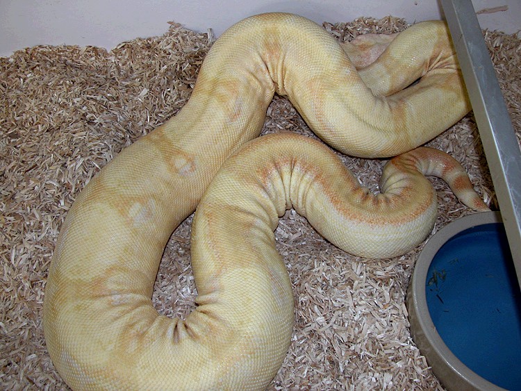 Adult Stripe Albino Female