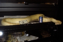 Adult Female Stripe Albino