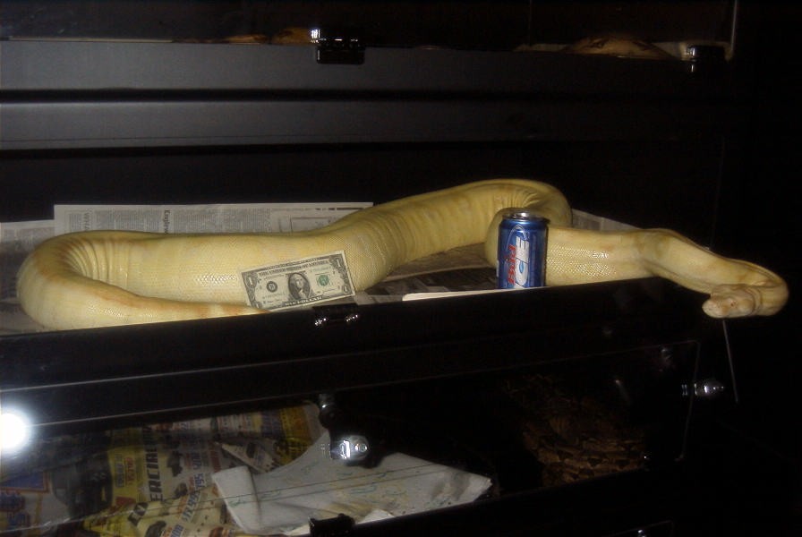 Adult Female Stripe Albino