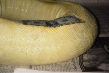 Adult Female Stripe Albino