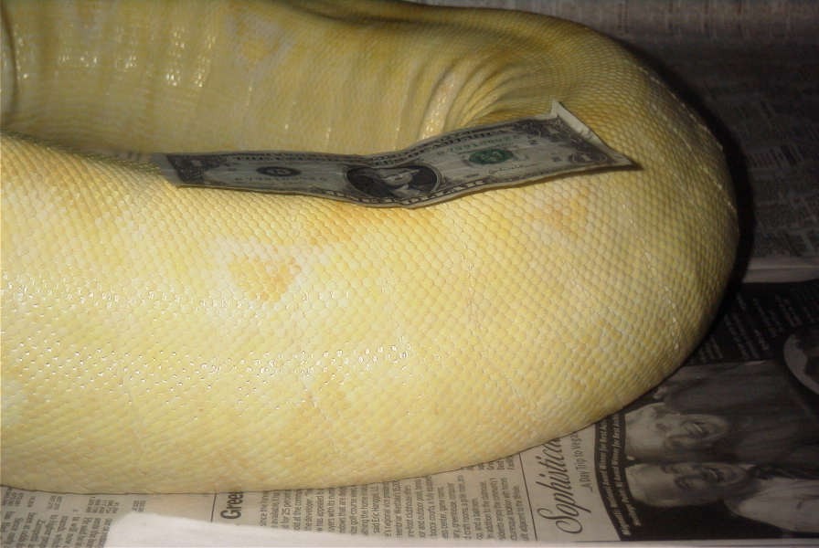 Adult Female Stripe Albino