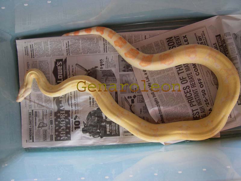 fem2hetstripe