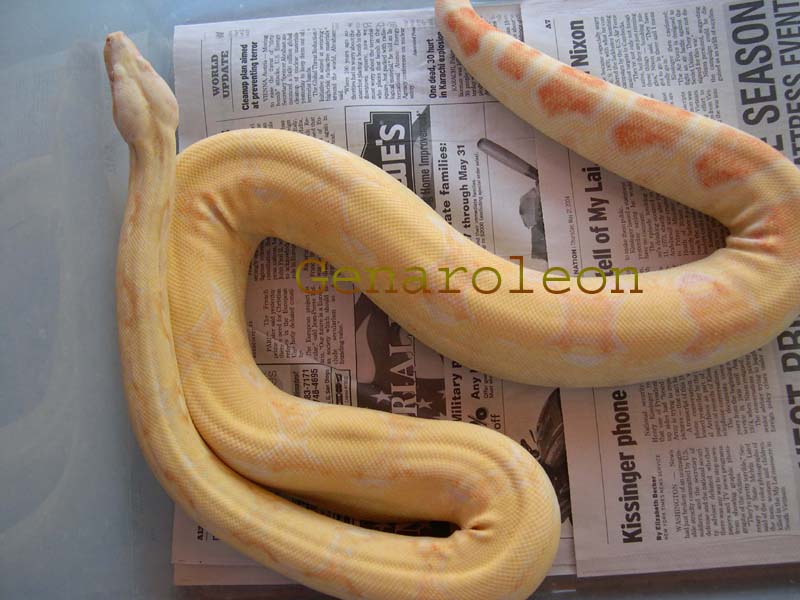 fem3hetstripe