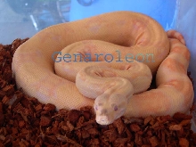 fem4hetstripe