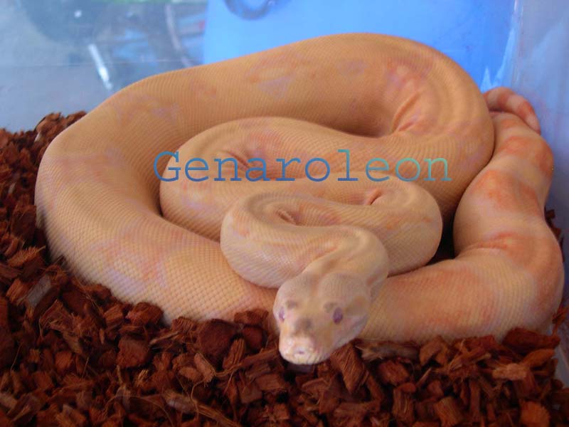 fem4hetstripe