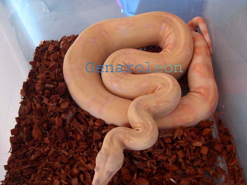 fem5hetstripe