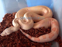 fem6hetstripe