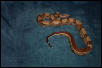 stripe male 100%  het albino