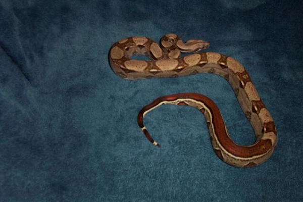 stripe male 100%  het albino