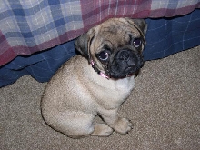 PUG