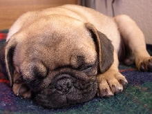 PUG