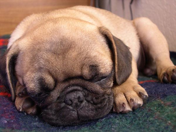 PUG