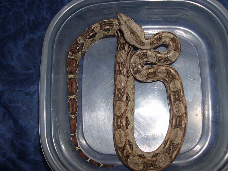 sonoran1