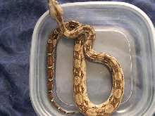sonoran2