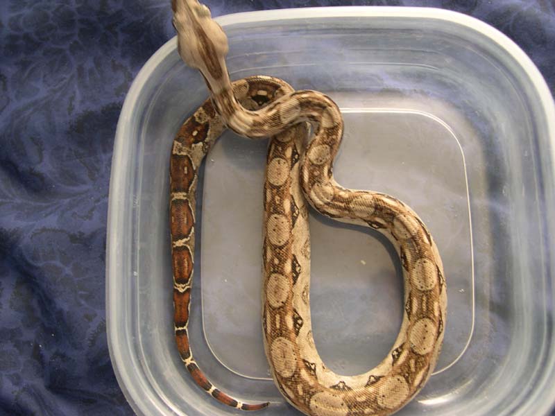 sonoran2