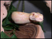 stripe line albino
