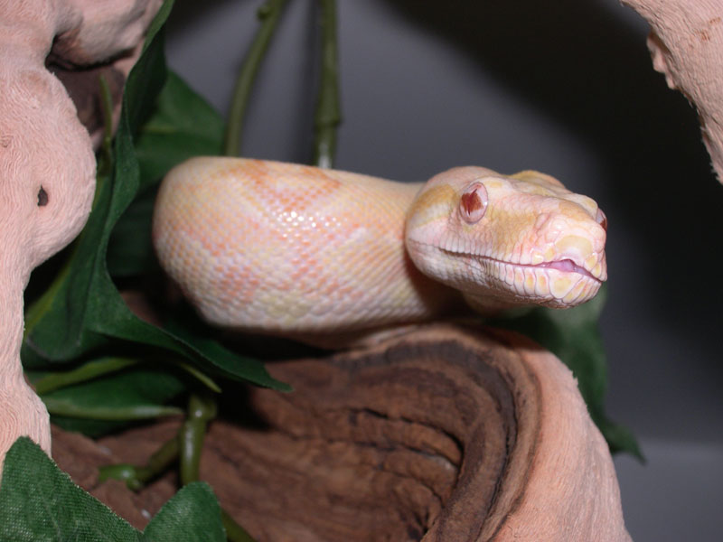 stripe line albino