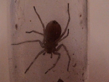 Brown Recluse????