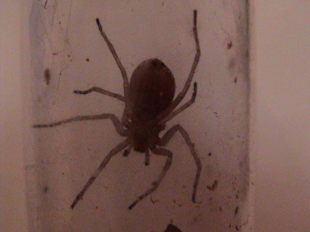 Brown Recluse????
