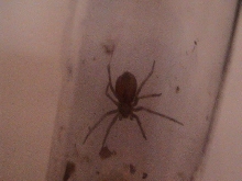 Brown recluse?????