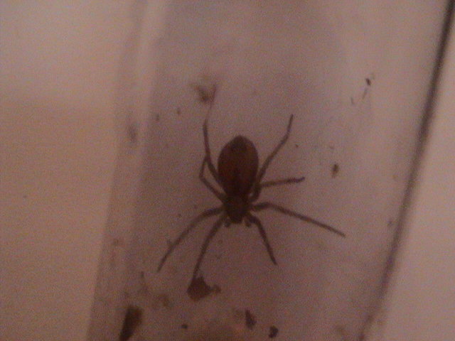 Brown recluse?????