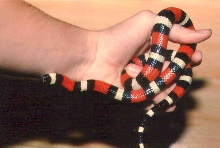Campbelli