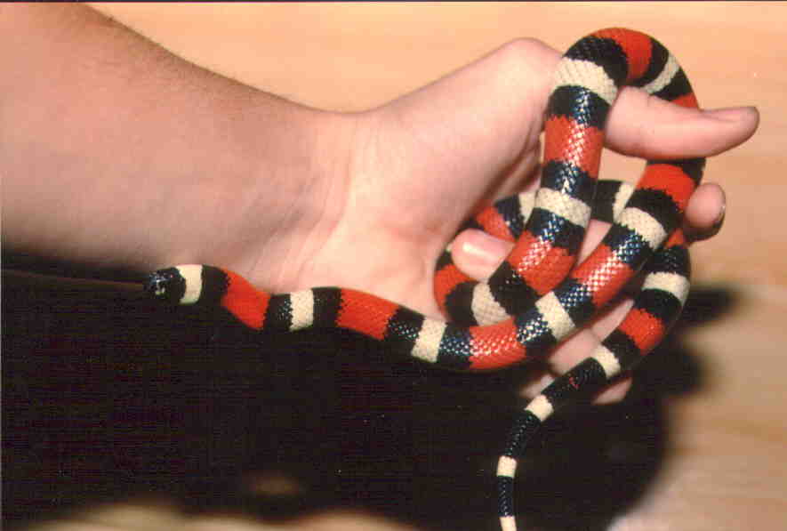 Campbelli