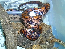 E.c. cenchria female