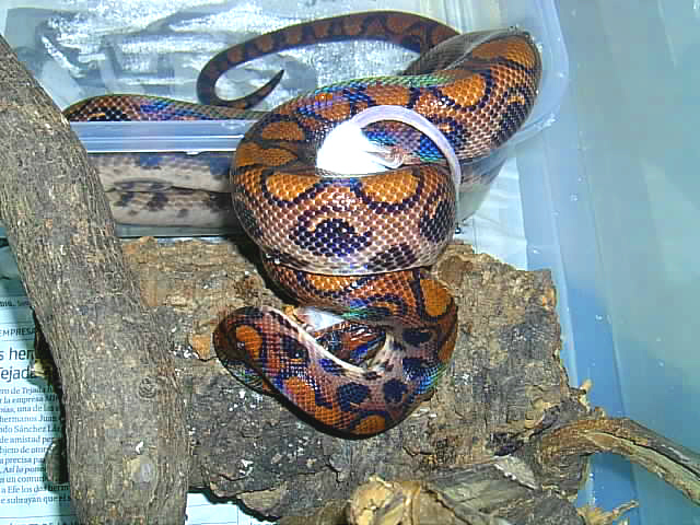E.c. cenchria female