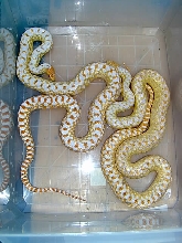 Pituophis c. a. "albino applegate" Pair