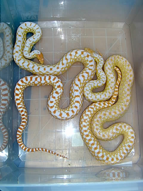 Pituophis c. a. "albino applegate" Pair