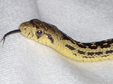 Pituophis c. pumilus